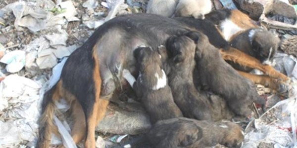 Yavru köpekler, ölen annelerini emmeye çalıştı
