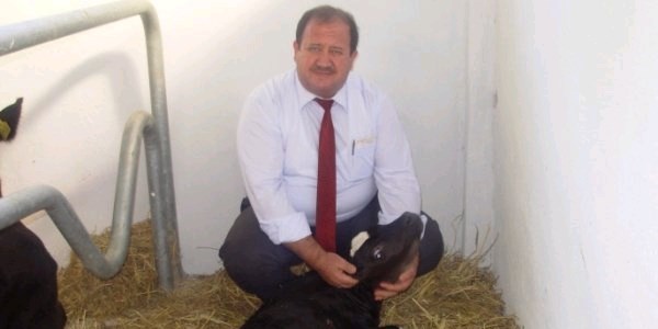 Bafra'da Gebe Düve Dağıtımı