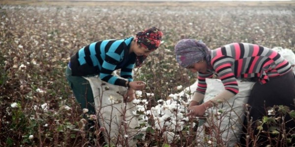 Çocuklar okul harçlıklarını pamuktan çıkarıyorlar