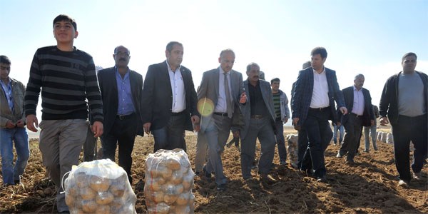 Vali Yurdakul, Ahlat'ta patates hasadına katıldı