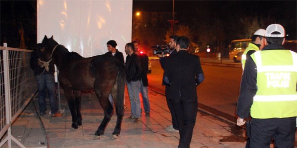 Başıboş at trafiği birbirine kattı
