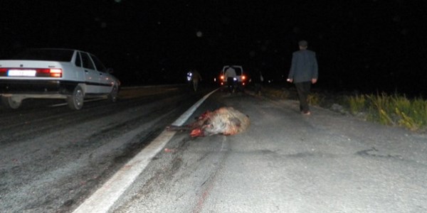 Yola fırlayan domuz otomobilin altında kaldı
