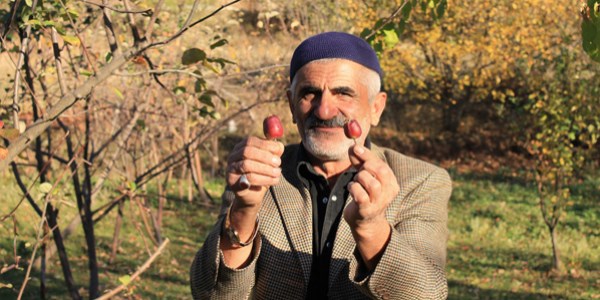 Elma ağaçları ikinci kez meyve verdi