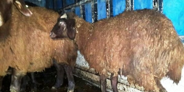 Iğdır'da hayvan hırsızlığı: 2 gözaltı