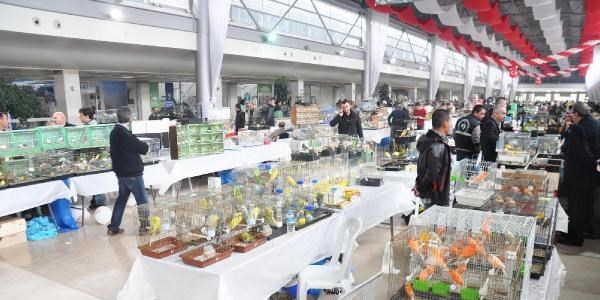 3 bin kuş, yarıştırılmak üzere Bursa'ya getirildi