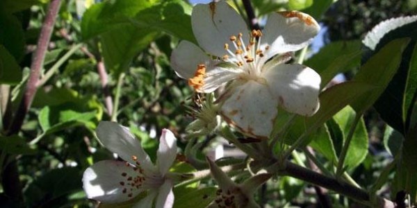 Armut ağacı sonbaharda çiçek açtı