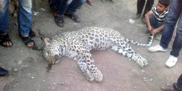 Çobanların öldürdüğü leopar, 2 yaşında ve erkek çıktı