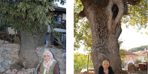 400 yıllık meşe ağacı koruma altında