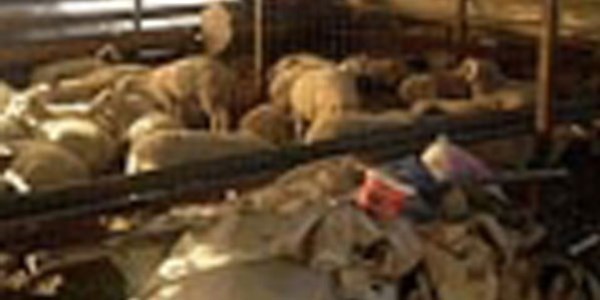 Kayıp sürüyü, jandarma buldu