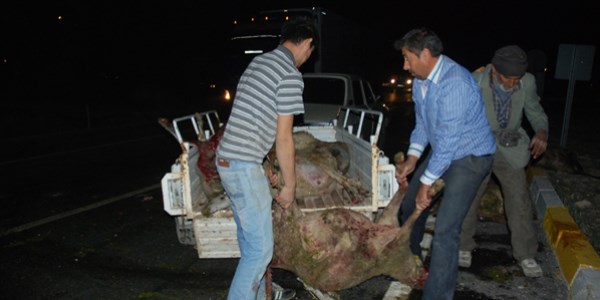 Denizli'de kamyon koyun sürüsüne çarptı: 24 koyun telef oldu