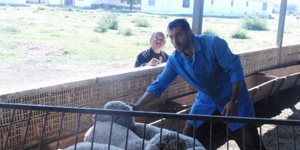 Dalamanlı mahkumlardan Karabük'e 234 adet damızlık koyun