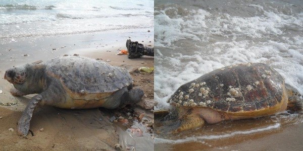 Ölü caretta caretta'lar sahile vurdu