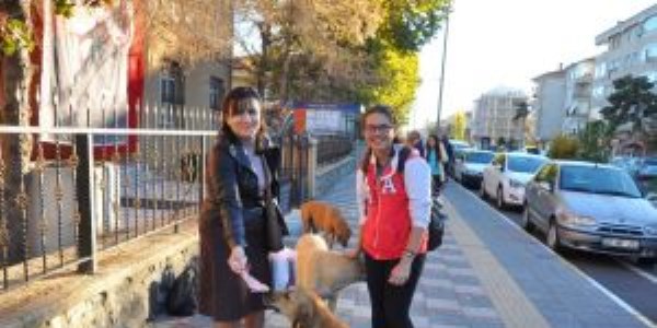 Her gün sokak köpeklerini besliyor