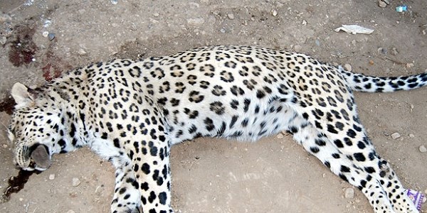 Leoparı öldüren çobana 434 lira ceza