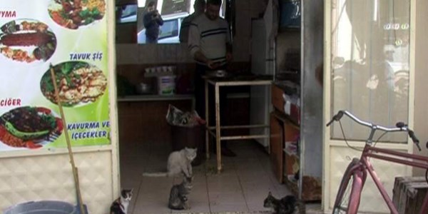 Kediler ciğer bekliyor