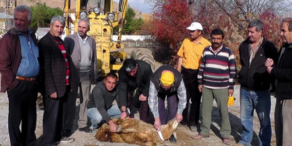 Köy yolu parke olunca kurban kestiler