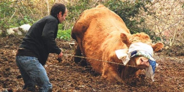 'Oğlum bak git' diyen işçinin boğasını Egemen Bağış satın aldı