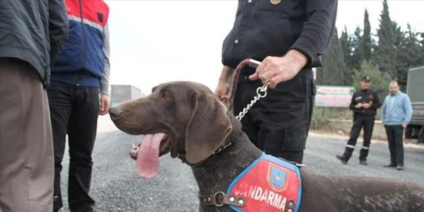 Narkotik köpekli uygulama
