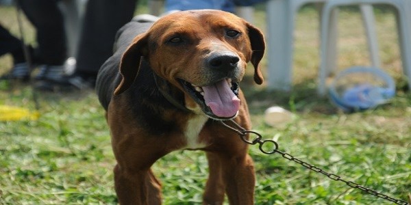 Köpeğini başıboş bırakan yandı