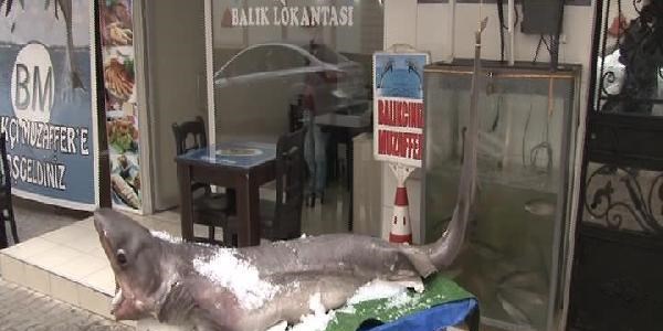 Marmara Denizi'nden 'Jaws' çıktı