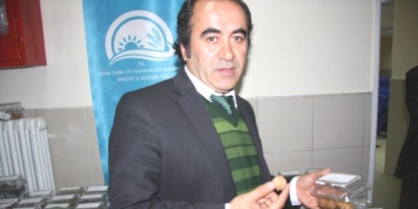 Bir ceviz ağacı 1 Cumhuriyet altını