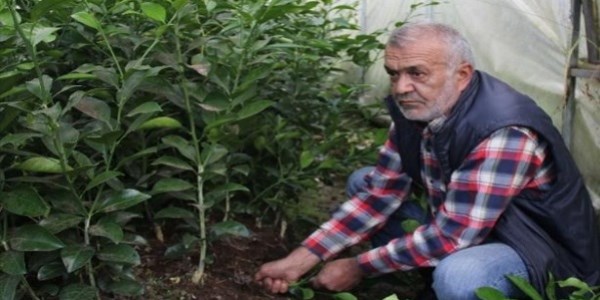 Rize'de fidan üretimi dikkat çekiyor