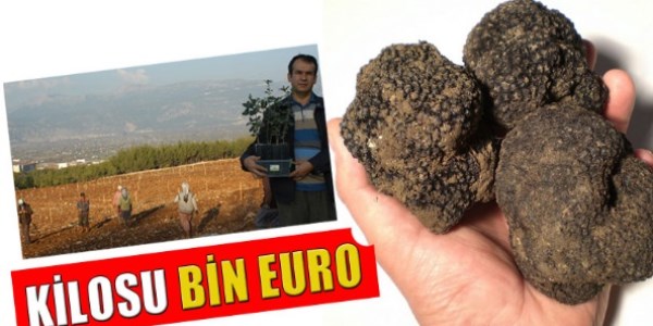 Muğla trüf mantarı merkezi oldu