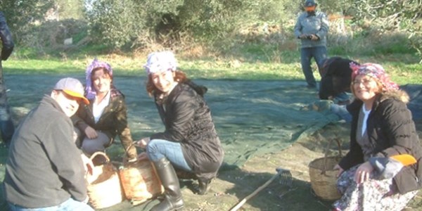 3 farklı ilden geldiler, zeytin topladılar