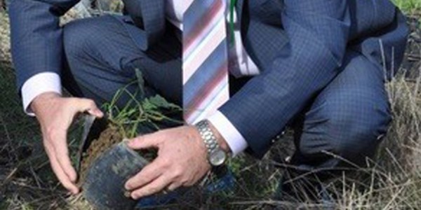 Meşe palamutları toprakla buluştu