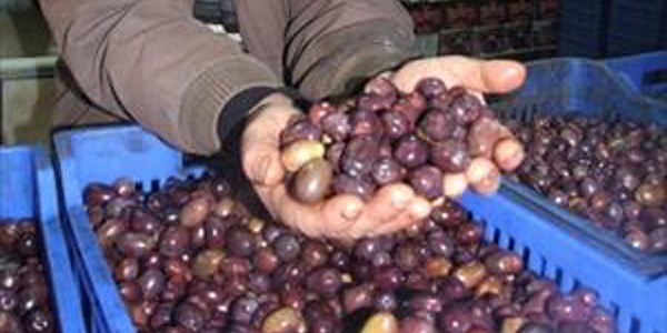 'Eşek' zeytini zam şampiyonu