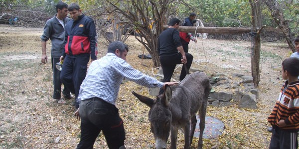 Kuyuya düşen eşeği itfaiye kurtardı