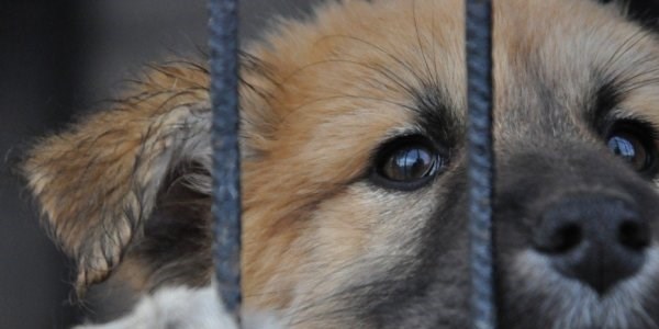 Minik köpekler sahiplenmeyi bekliyor