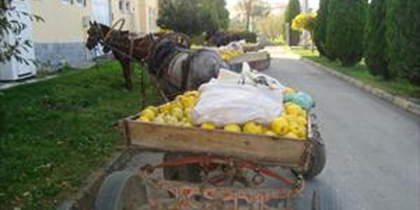 At arabalı ayva hırsızları jandarmadan kaçamadı