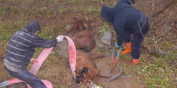 Çamura batmış olan atları belediye ekipleri kurtardı