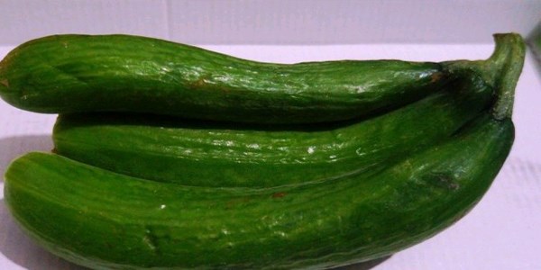 Bir sapta üç salatalık