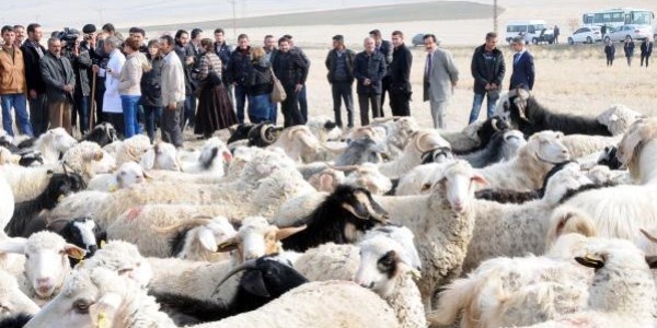 Türkiye'nin ilk resmi çobanlık kursu açıldı