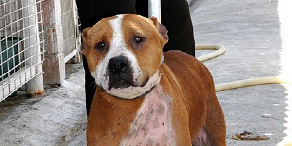Pitbull besleyen 7 kişiye ceza