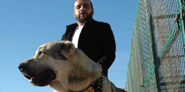 Çoban köpeği sevdası