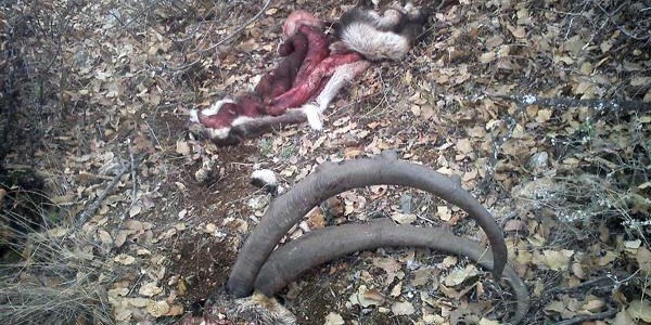 Elazığ-Tunceli sınırında nesli tükenen dağ keçisi avı