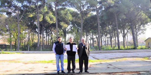 Valilik ve belediyenin ağaç kavgası
