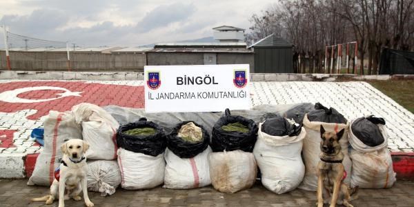 Bingl'de 239 kilo esrar ele geirildi