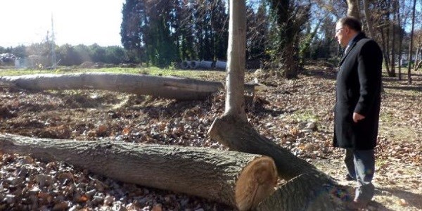'Yürüyen Köşk'ün bahçesinde ağaç kesimine tepki