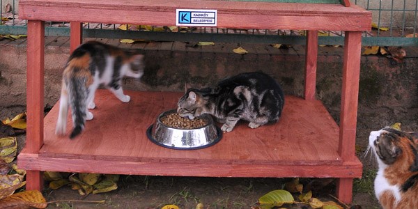Dublex kedi villası