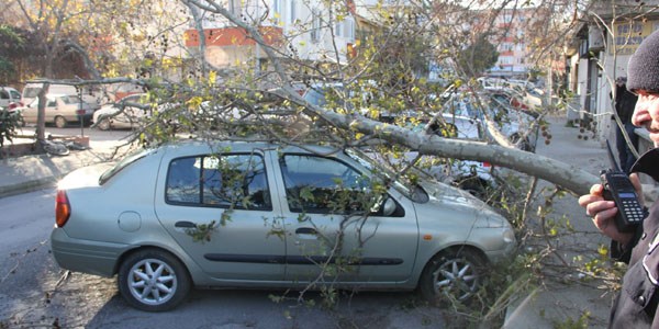 Çanakkale'de otomobilin üzerine ağaç devrildi