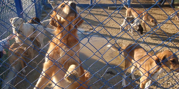 Hayvan barınağındaki sokak köpekleri ölüme terk edildi
