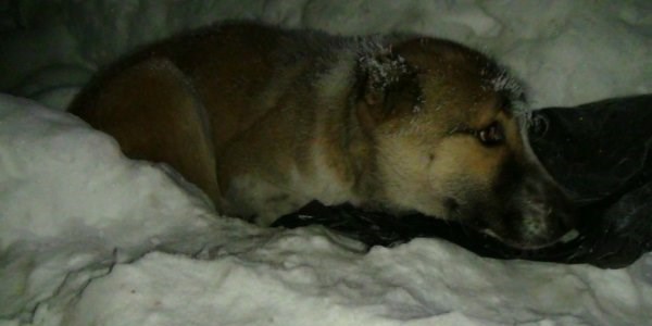 Yavru köpek ve yaralı annelerini donmaktan gazeteciler kurtardı
