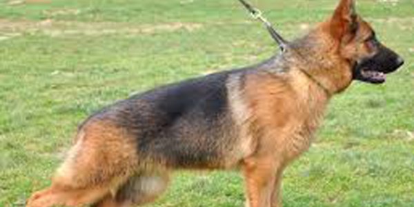 Kendisini kovalayan köpeklerden şikayetçi oldu
