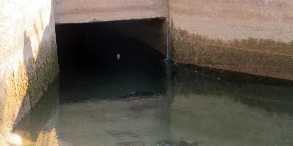 Avladığı 17 kiloluk balıkları çıkartmak isterken öldü