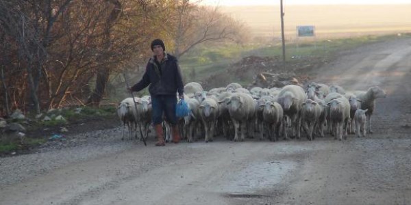 105 küçükbaş hayvanın çiçek hastalığından telef olduğu köyde karantina