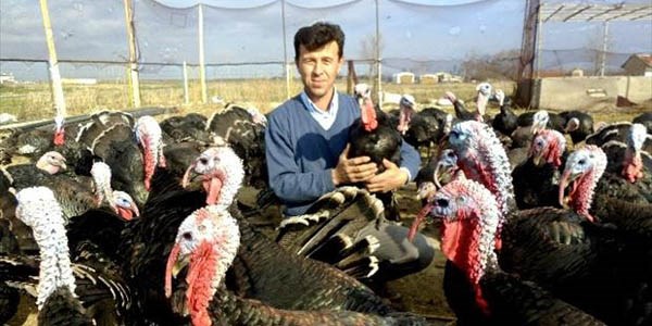 İstanbul'un yılbaşı hindileri Hayrabolu'dan